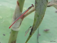 Ceriagrion aeruginosum