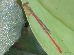 Ceriagrion aeruginosum