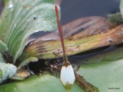 Ceriagrion aeruginosum
