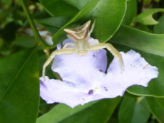 Thomisidae