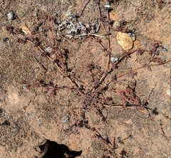 Chorizanthe polygonoides longispina