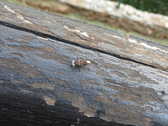Platystomos albinus