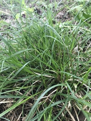 Carex arctata