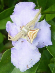 Thomisidae