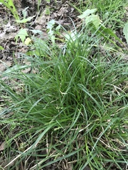 Carex arctata