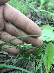 Carex arctata