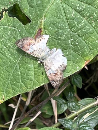 Eastern Cream Flat