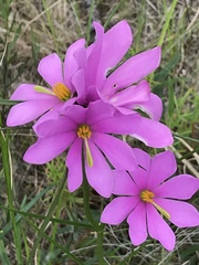 Sabatia gentianoides
