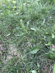 Carex arctata