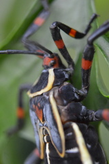 Pachylis acutangulus