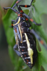 Pachylis acutangulus