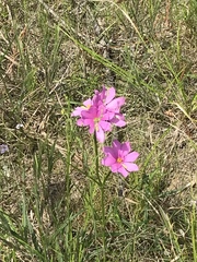 Sabatia gentianoides