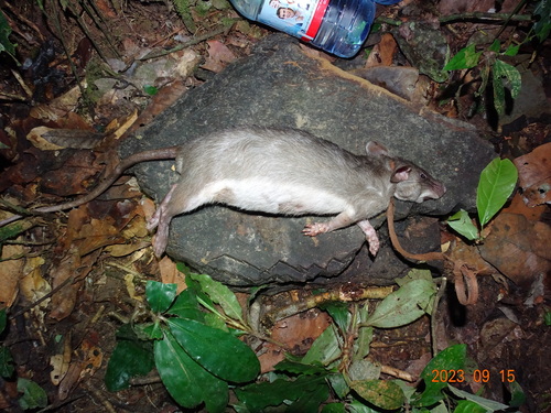 Forest Giant Pouched Rat