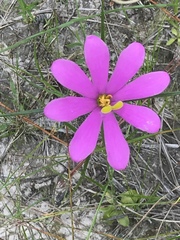 Sabatia gentianoides
