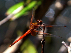 Trithemis pluvialis