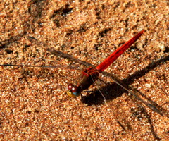 Crocothemis divisa