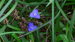 Tradescantia subacaulis