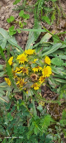 Image of Inula rhizocephala by (c) Эльвира Халиулина, some rights reserved (CC BY)