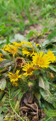 Image of Inula rhizocephala by (c) Эльвира Халиулина, some rights reserved (CC BY)