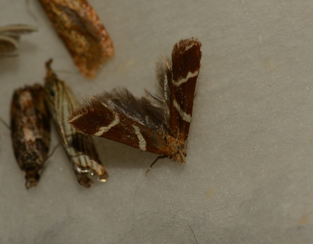 Dirhinosia cervinella