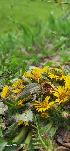 Image of Inula rhizocephala by (c) Эльвира Халиулина, some rights reserved (CC BY)