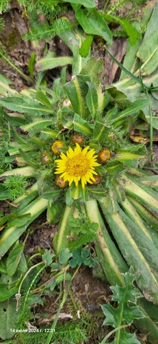 Image of Inula rhizocephala by (c) Эльвира Халиулина, some rights reserved (CC BY)