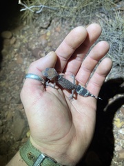 Pilbara Barking Gecko photo 3