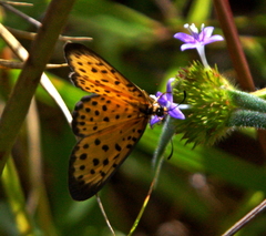 Pardopsis punctatissima