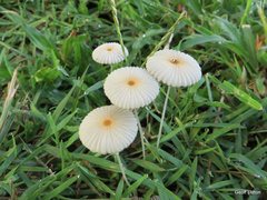 Agaricales