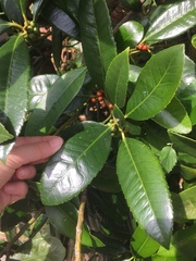 Ilex latifolia