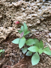 Erythranthe verbenacea