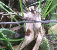 Erythrodiplax umbrata