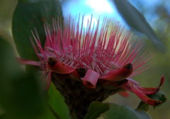 Protea angolensis var. trichanthera image