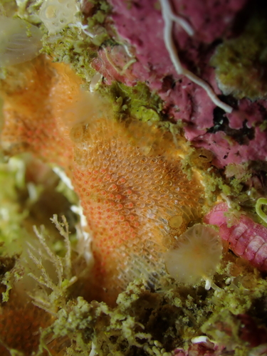 Smittoidea prolifica