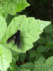 Chrysopilus velutinus