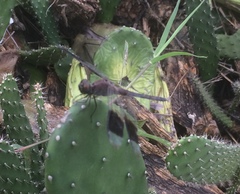 Erythrodiplax umbrata