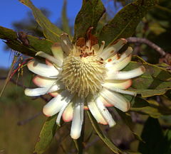 Protea angolensis var. trichanthera image