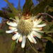 Protea angolensis trichanthera - Photo (c) nicovr, algunos derechos reservados (CC BY-NC), uploaded by nicovr