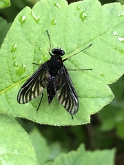Chrysopilus velutinus