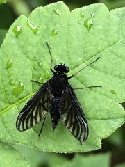Chrysopilus velutinus