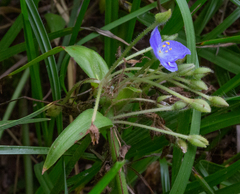 Tradescantia subacaulis