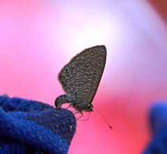 Pseudonacaduba sichela sichela