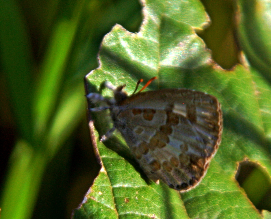 Regular Woollyleg Butterflies