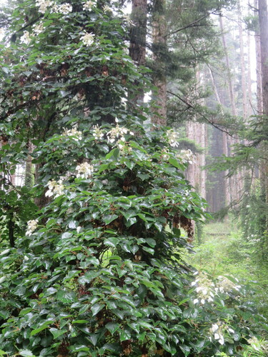 Schizophragma hydrangeoides iNat (3)