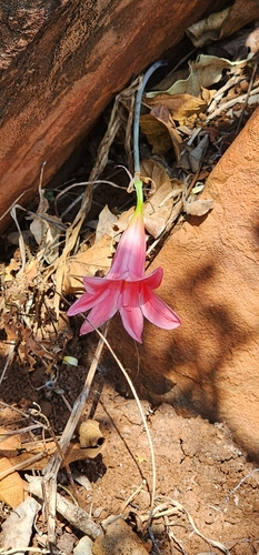 Image of Cyrtanthus galpinii by (c) Suvarna Parbhoo Mohan, some rights reserved (CC BY-SA)