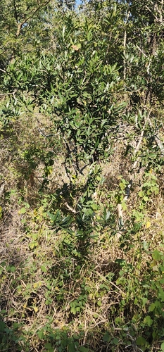 Image of Euclea schimperi by (c) Suvarna Parbhoo Mohan, some rights reserved (CC BY-SA)