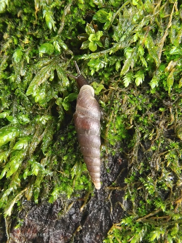Euphaedusa spinula