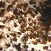 Dodecaceria concharum - Photo (c) Alison Young, algunos derechos reservados (CC BY-NC), subido por Alison Young
