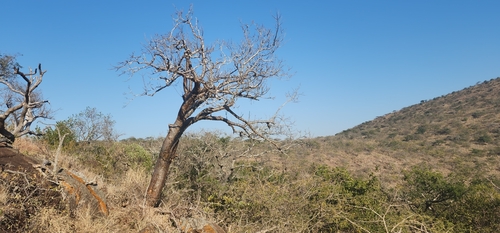Commiphora harveyi