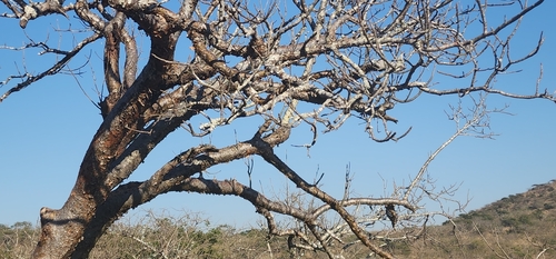 Commiphora harveyi